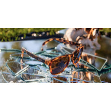 Load image into Gallery viewer, bosleys-basset-hound-dreams-tortoiseshell-goodr-running-sunglasses-og-hnd-nrbr-1-ontario-swim-hub-3