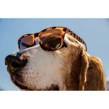 Load image into Gallery viewer, bosleys-basset-hound-dreams-tortoiseshell-goodr-running-sunglasses-og-hnd-nrbr-1-ontario-swim-hub-4